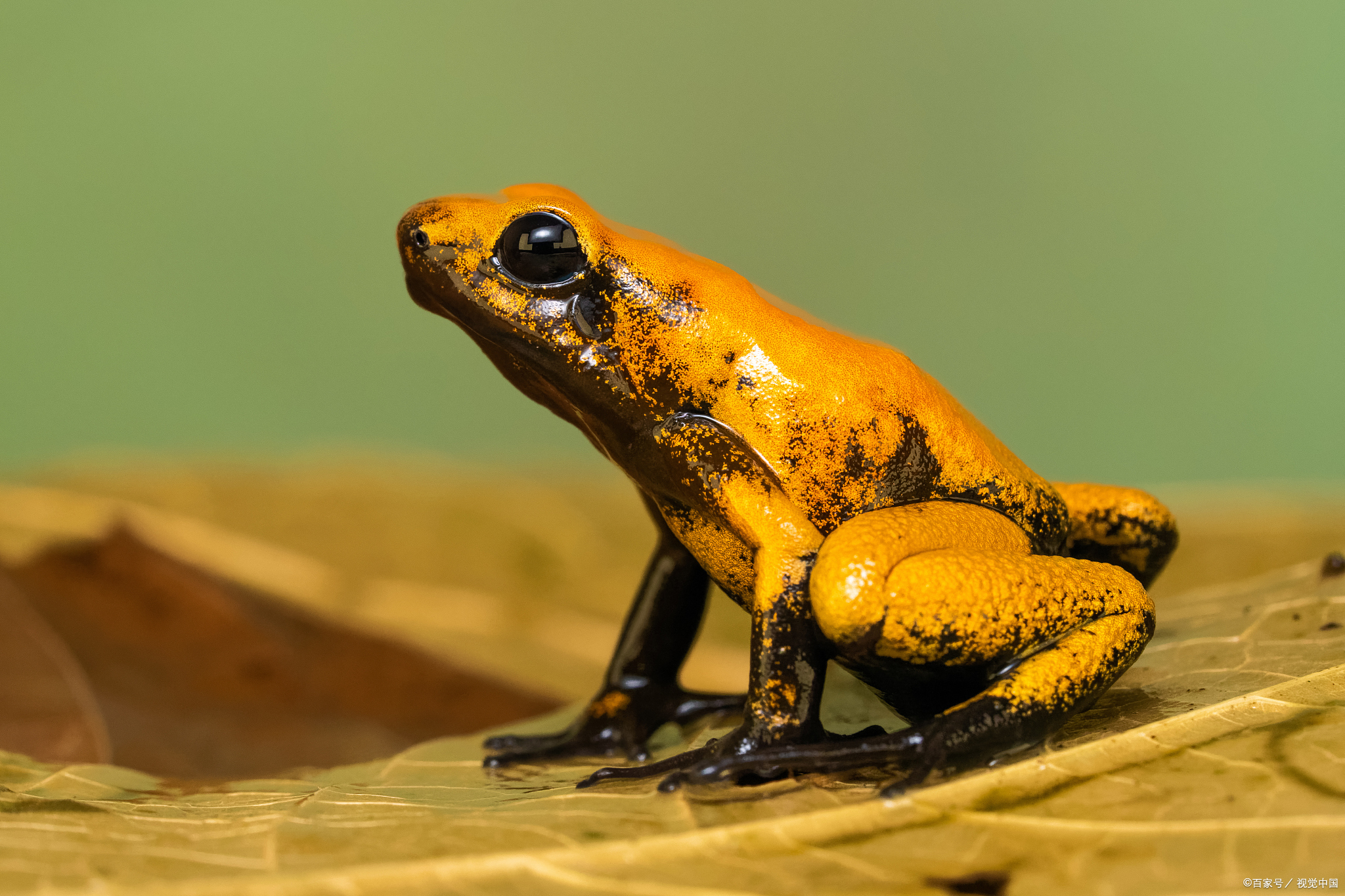 关于蟾?y]??的信息